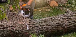 Professional Tree Care Services in Ponderay, ID