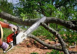 Best Root Management and Removal  in Ponderay, ID